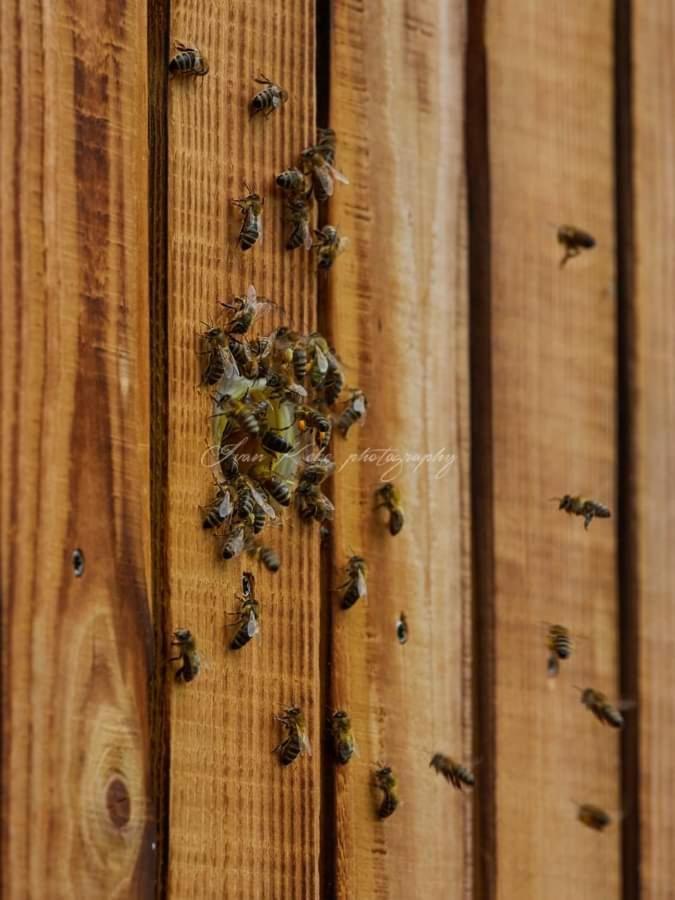 Hisa Zdravega Oddiha Daire Begunje pri Cerknici Dış mekan fotoğraf